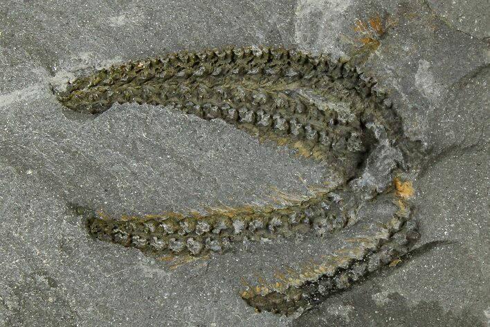 Ordovician Brittle Star (Ophiura) - Morocco #365267